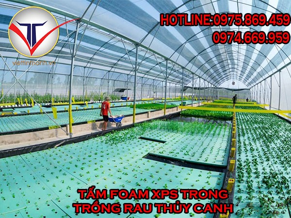 Tấm foam xps trong mô hình trồng rau thủy canh